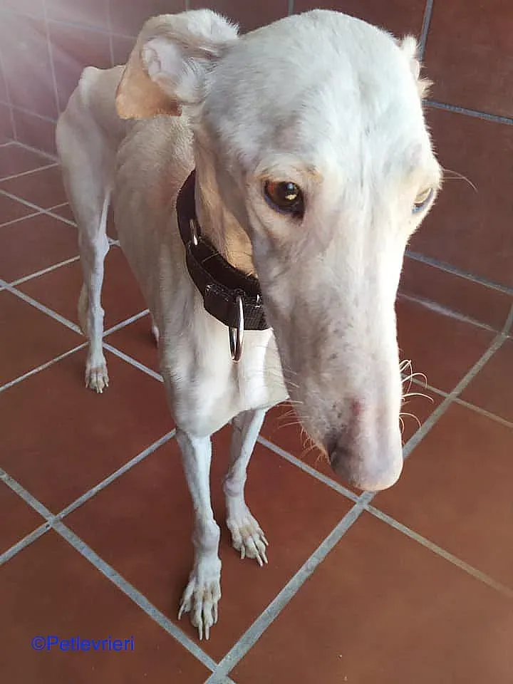 Nut adozione levrieri galgo 01