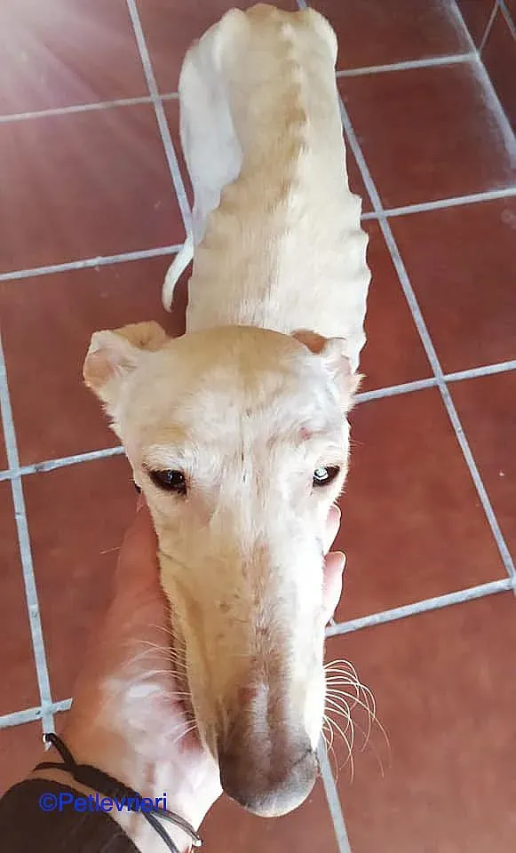 Nut adozione levrieri galgo 02