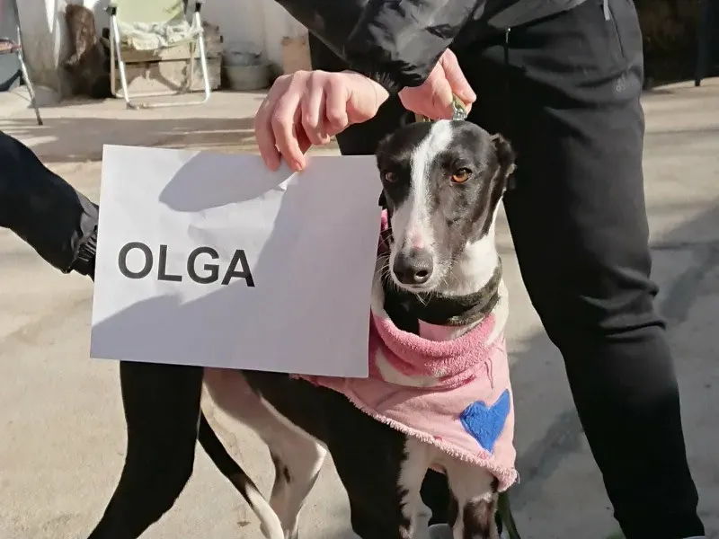 OLGA101