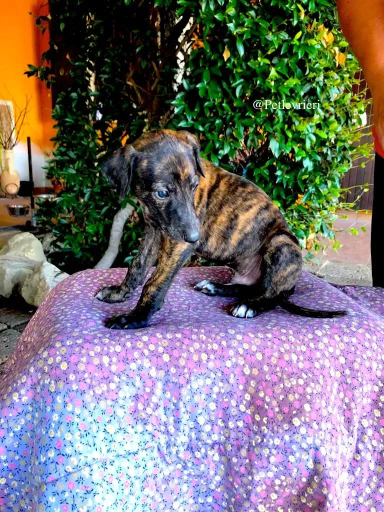 OTIS adozione levrieri galgo 1