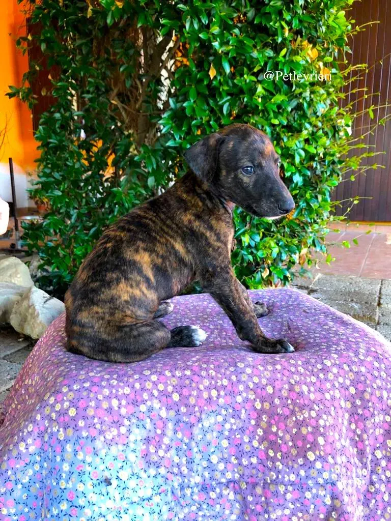 OTIS adozione levrieri galgo 2