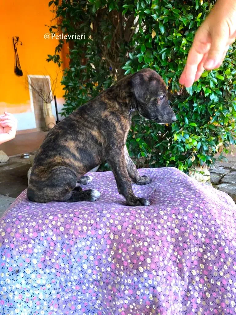 OTIS adozione levrieri galgo 3