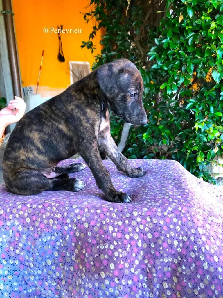 OTIS adozione levrieri galgo 4