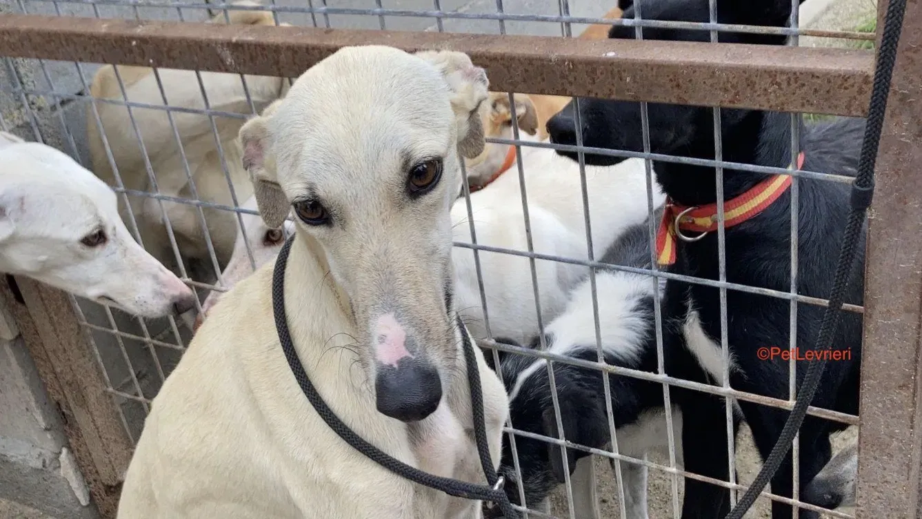 Olga adozioni levrieri galgo 1