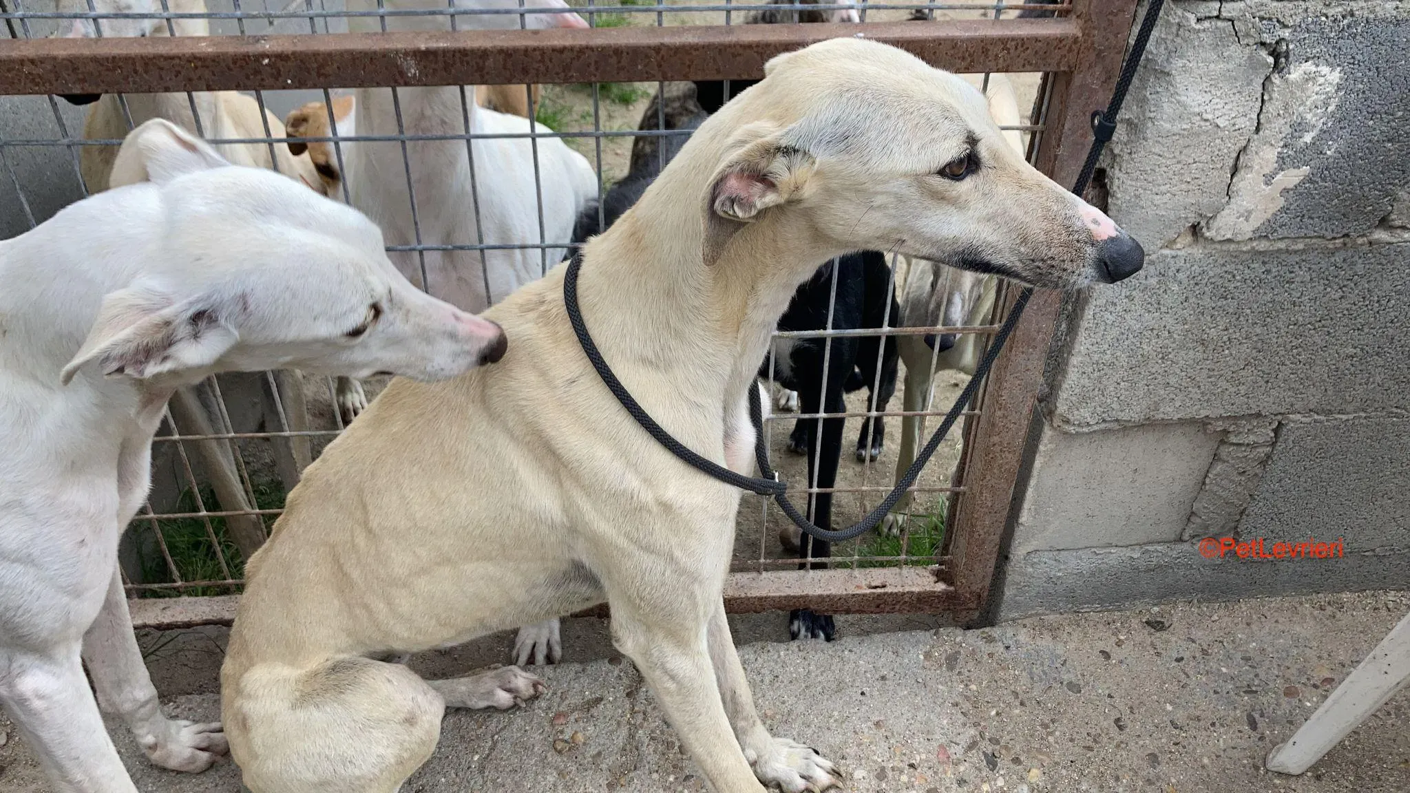 Olga adozioni levrieri galgo 2