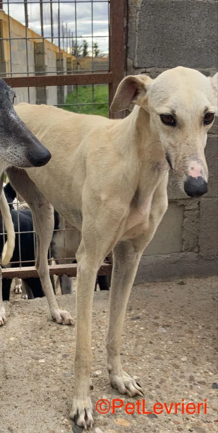 Olga adozioni levrieri galgo 3