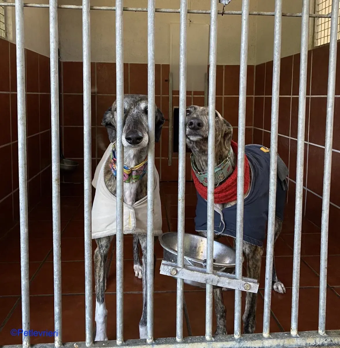 Olivia Petra adozione levrieri galgo 02