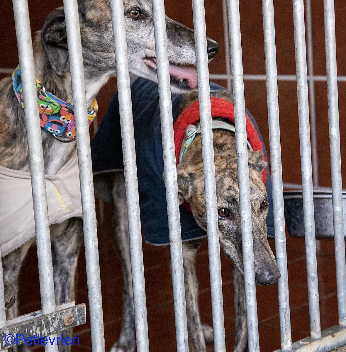 Olivia Petra adozione levrieri galgo 02 1 1