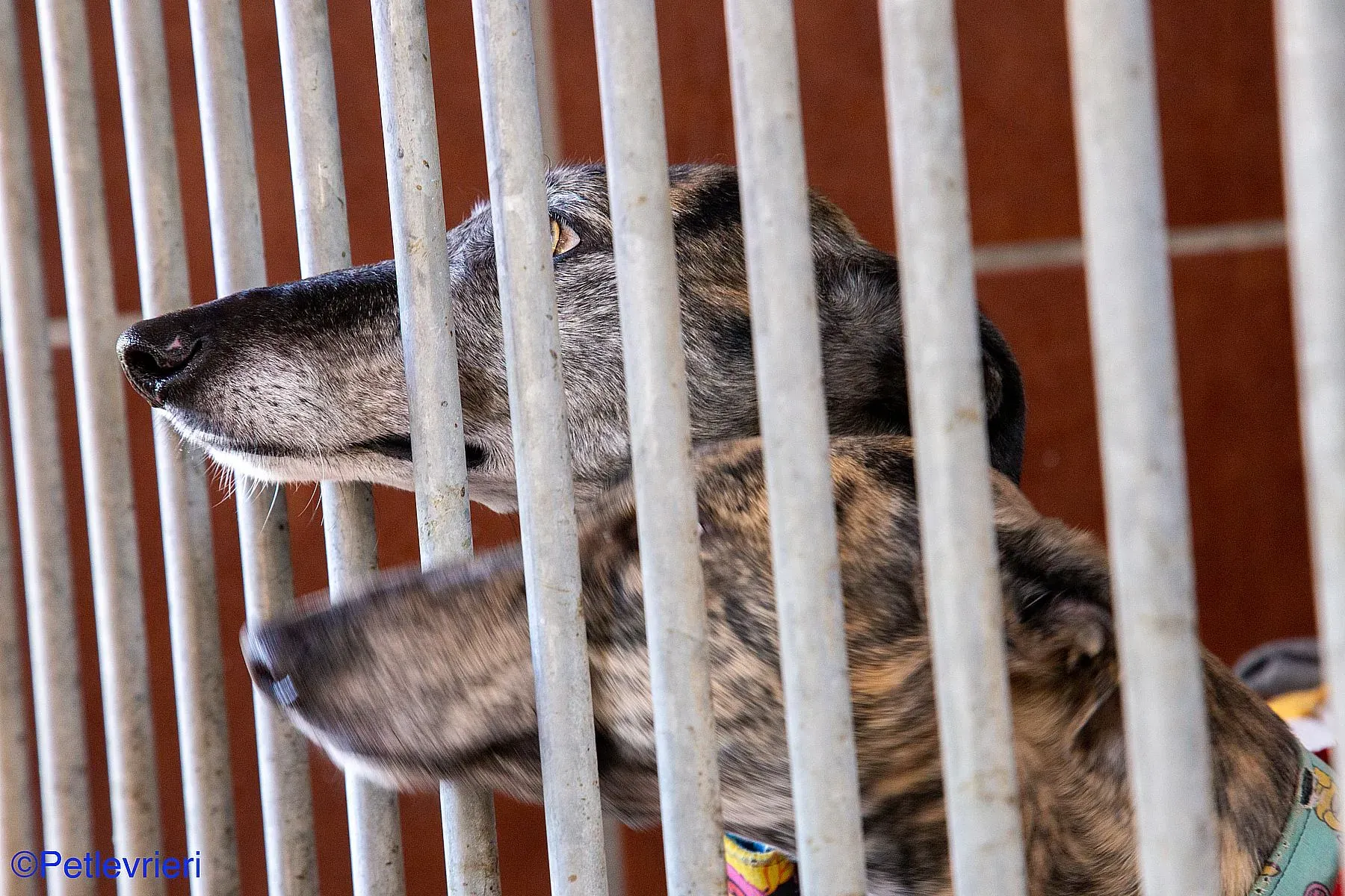 Olivia Petra adozione levrieri galgo 03