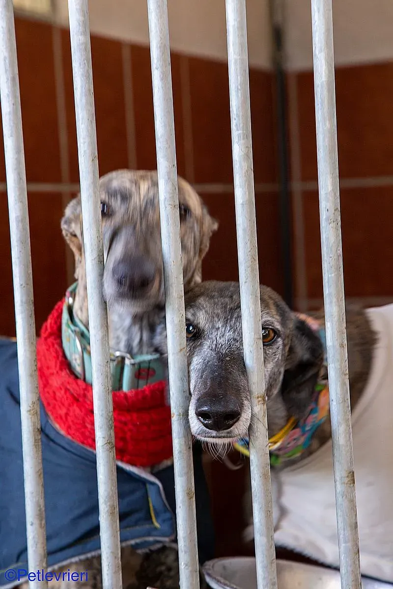 Olivia Petra adozione levrieri galgo 04 1
