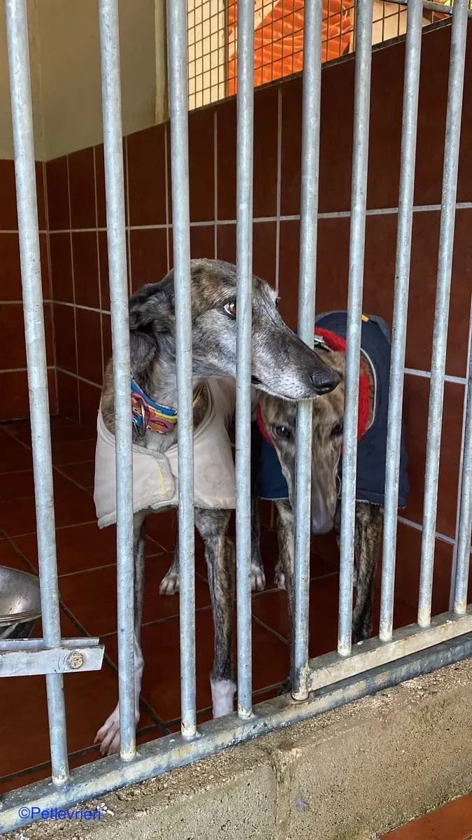 Olivia adozione levrieri galgo 01