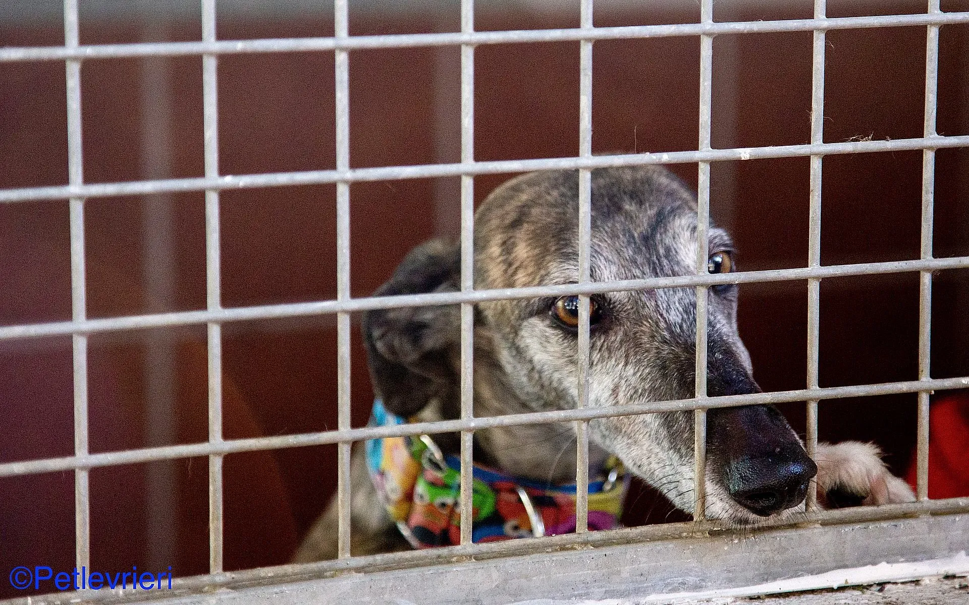 Olivia adozione levrieri galgo 01 1