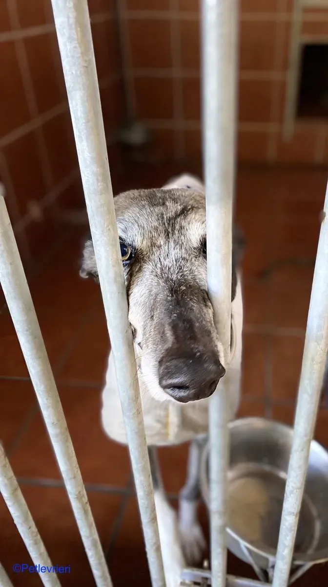 Olivia adozione levrieri galgo 02