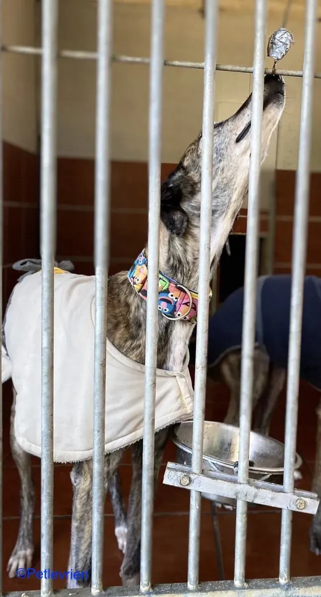 Olivia adozione levrieri galgo 03