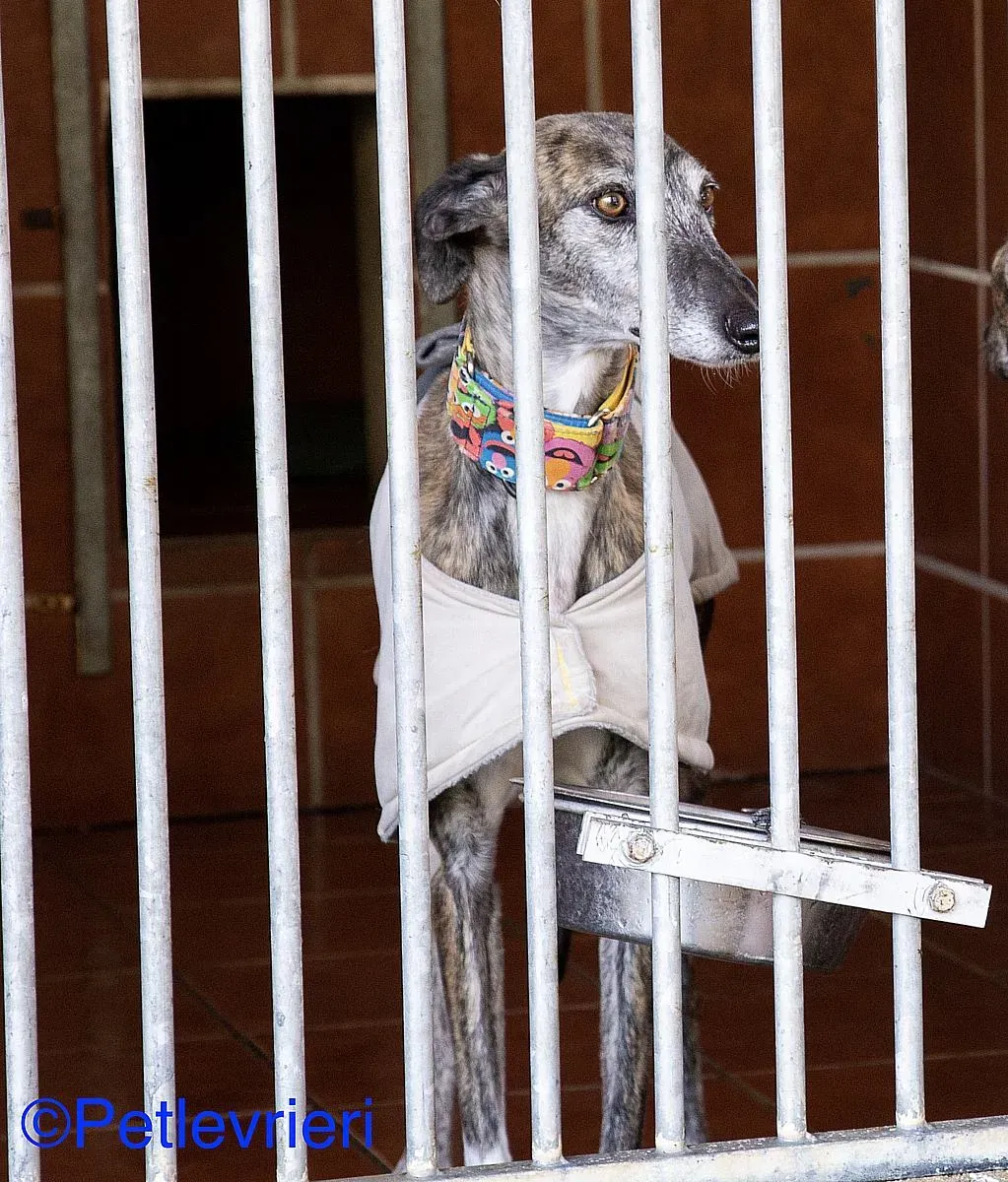 Olivia adozione levrieri galgo 03 1