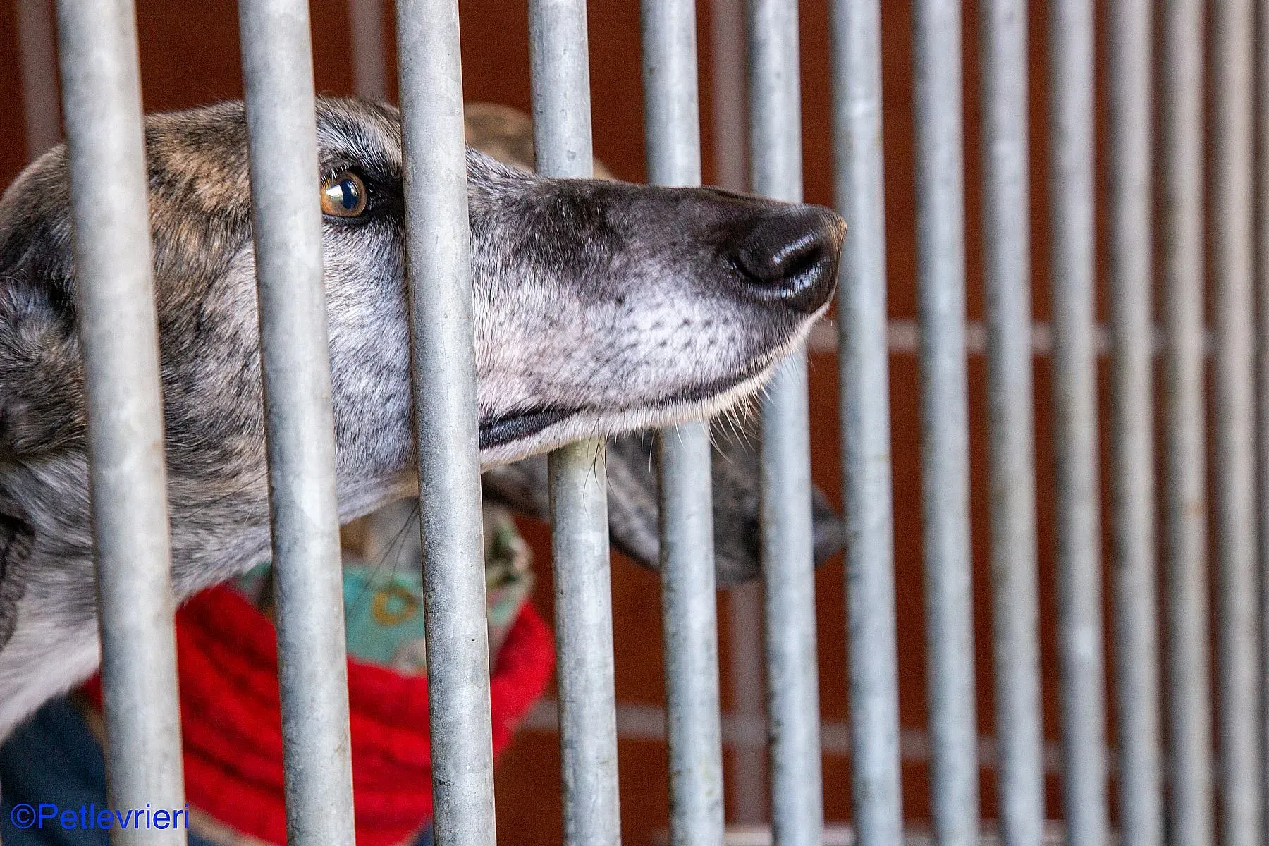 Olivia adozione levrieri galgo 04