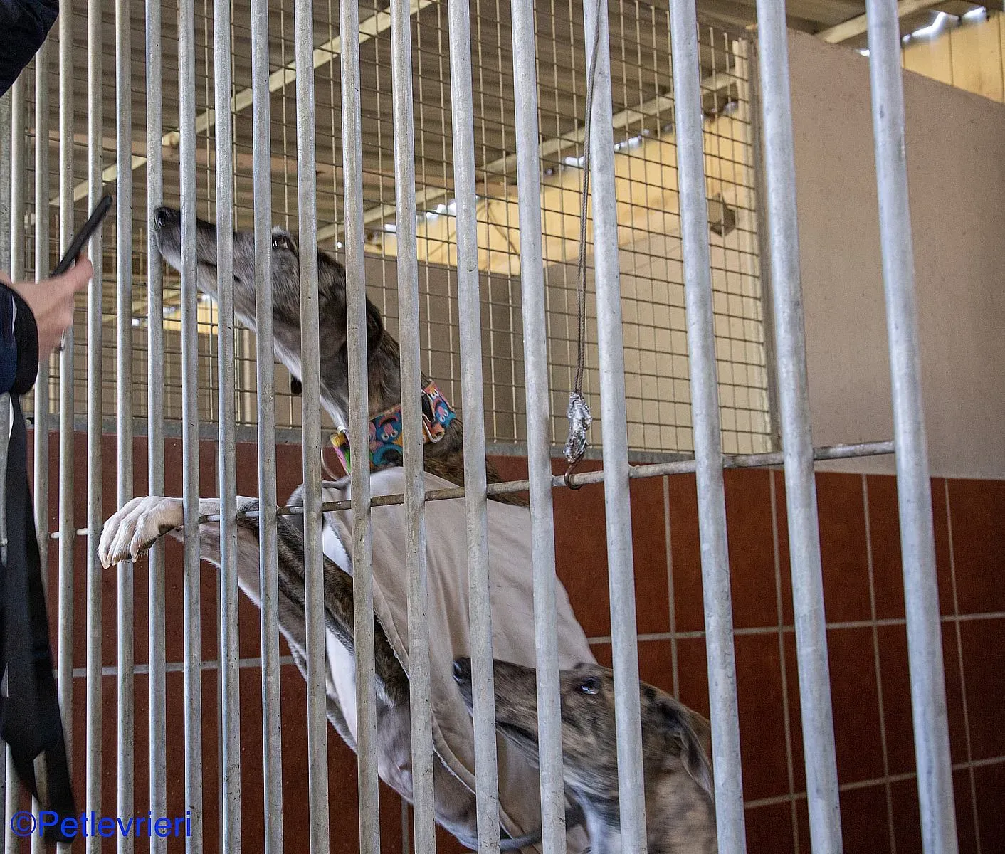 Olivia adozione levrieri galgo 07