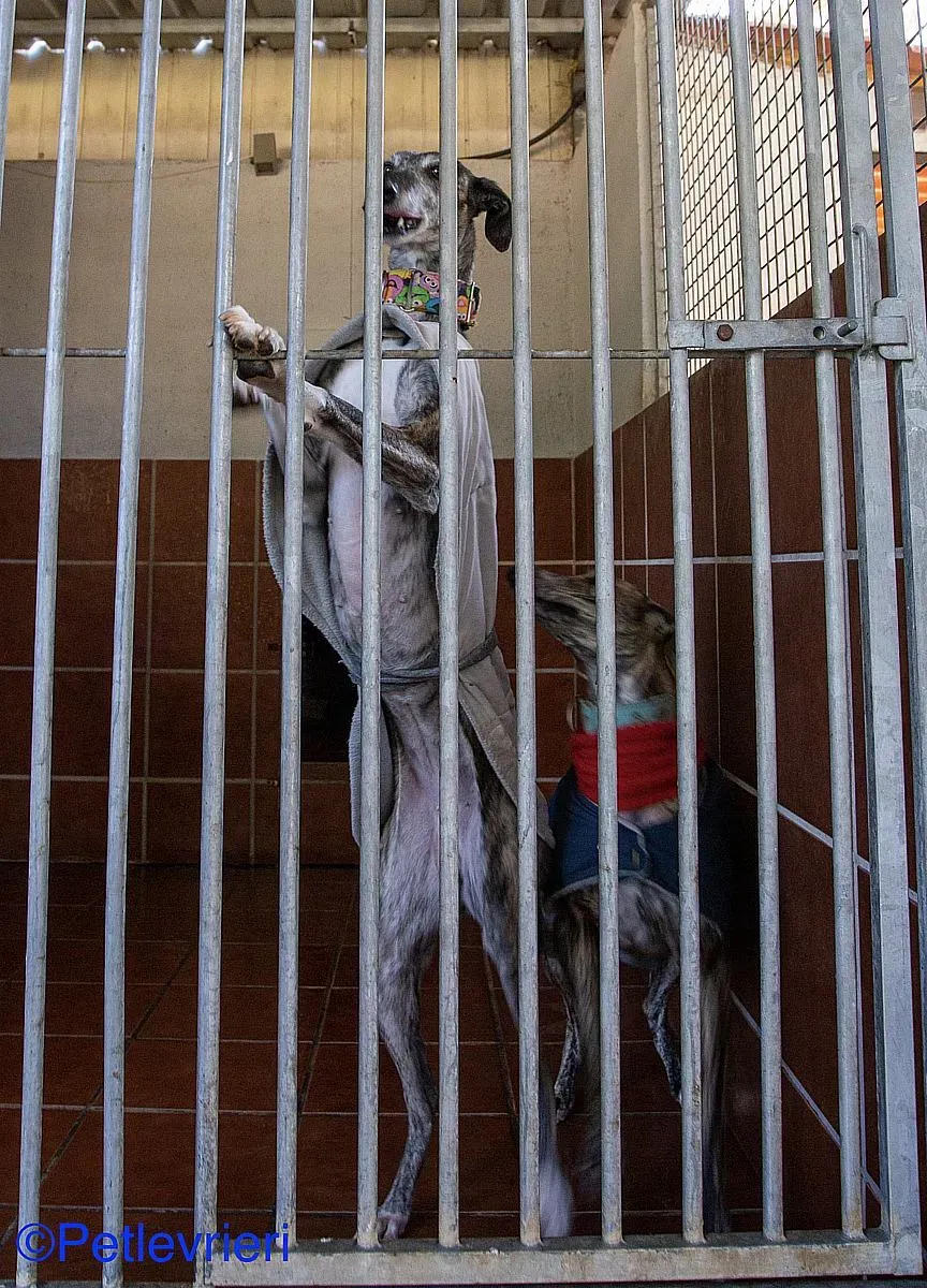 Olivia adozione levrieri galgo 08