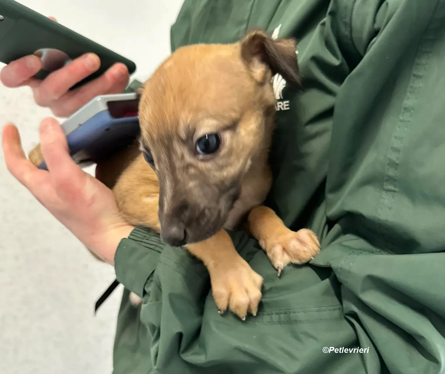 Olivia adozione levrieri greyhound 1