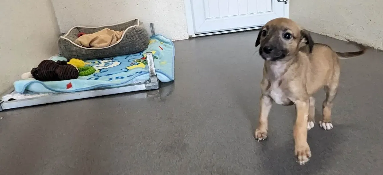 Olivia adozione levrieri greyhound 10 e1682430905355