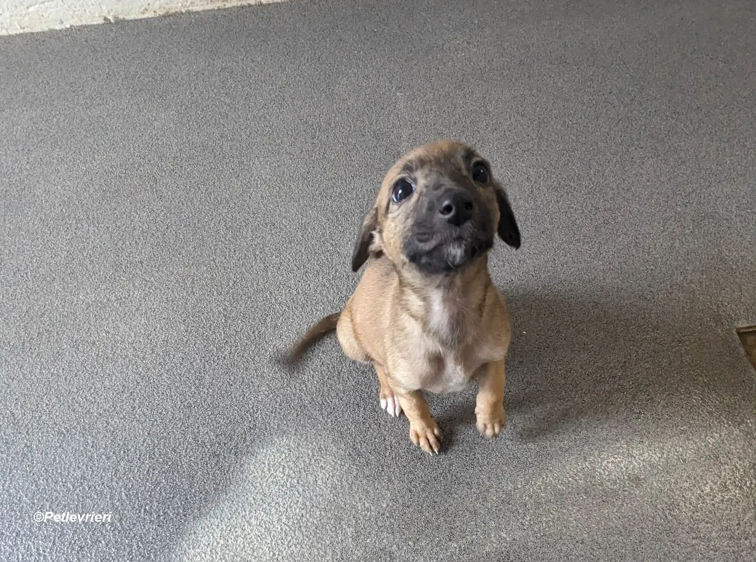 Olivia adozione levrieri greyhound 11