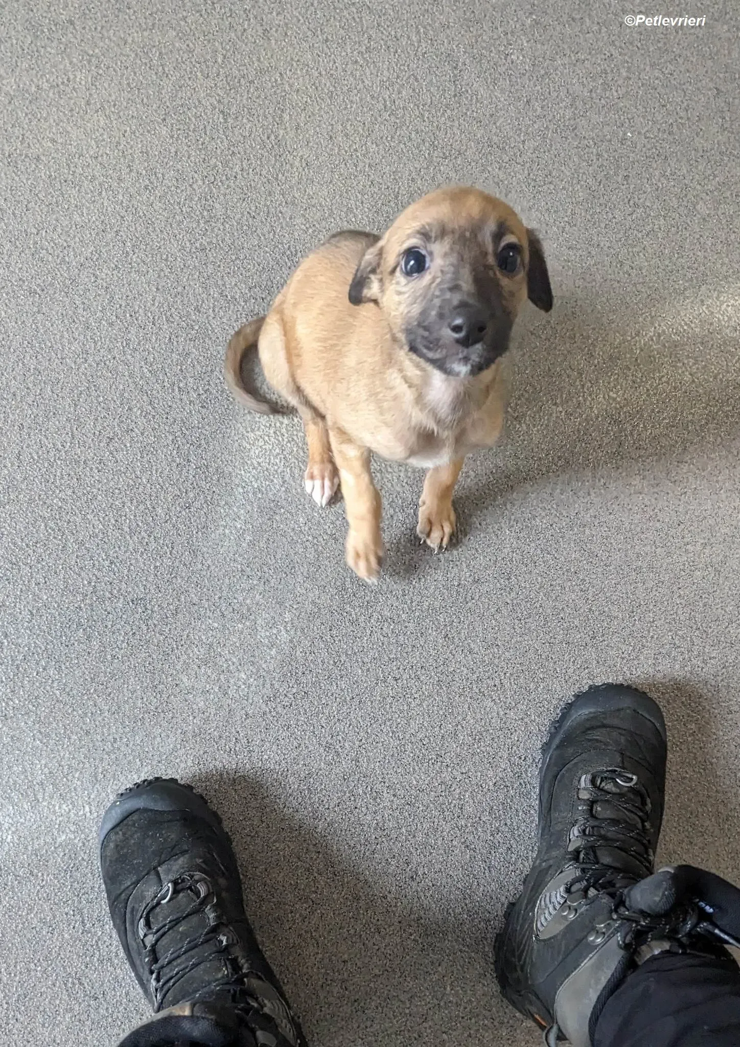 Olivia adozione levrieri greyhound 12