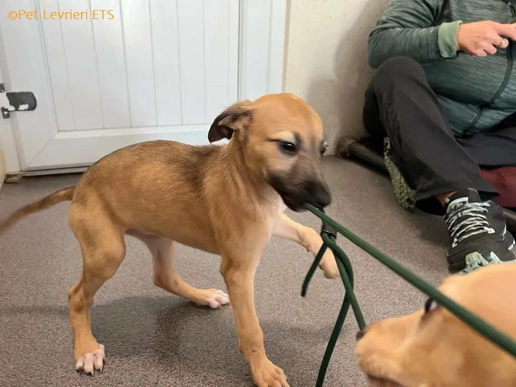 Olivia adozione levrieri greyhound 13