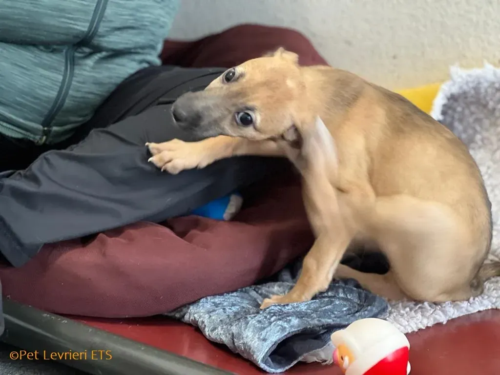 Olivia adozione levrieri greyhound 14