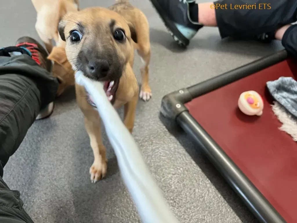 Olivia adozione levrieri greyhound 15