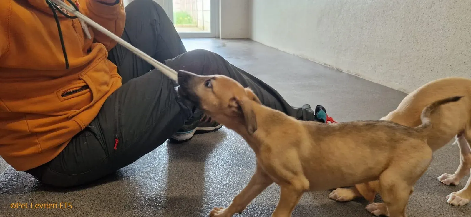 Olivia adozione levrieri greyhound 16