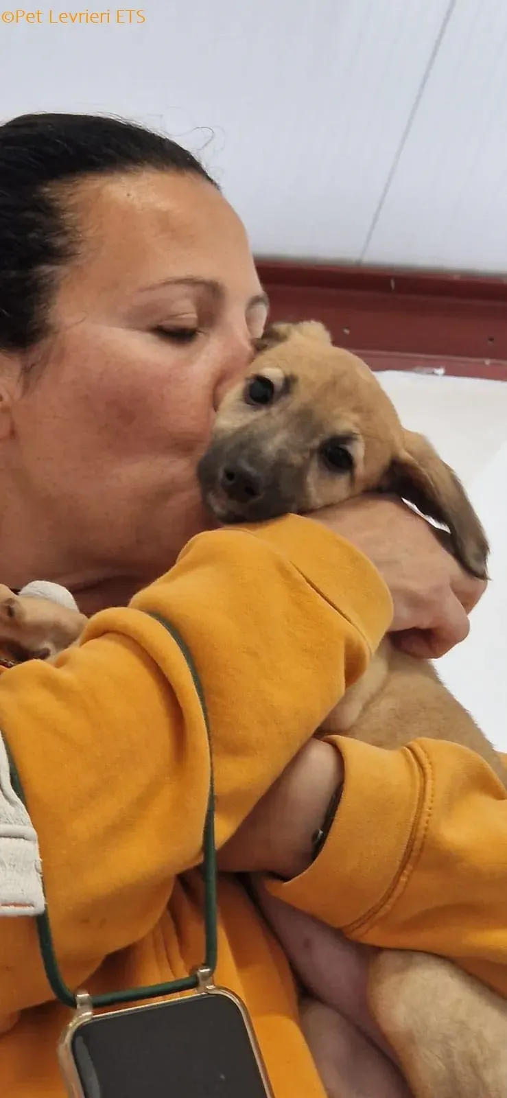 Olivia adozione levrieri greyhound 17