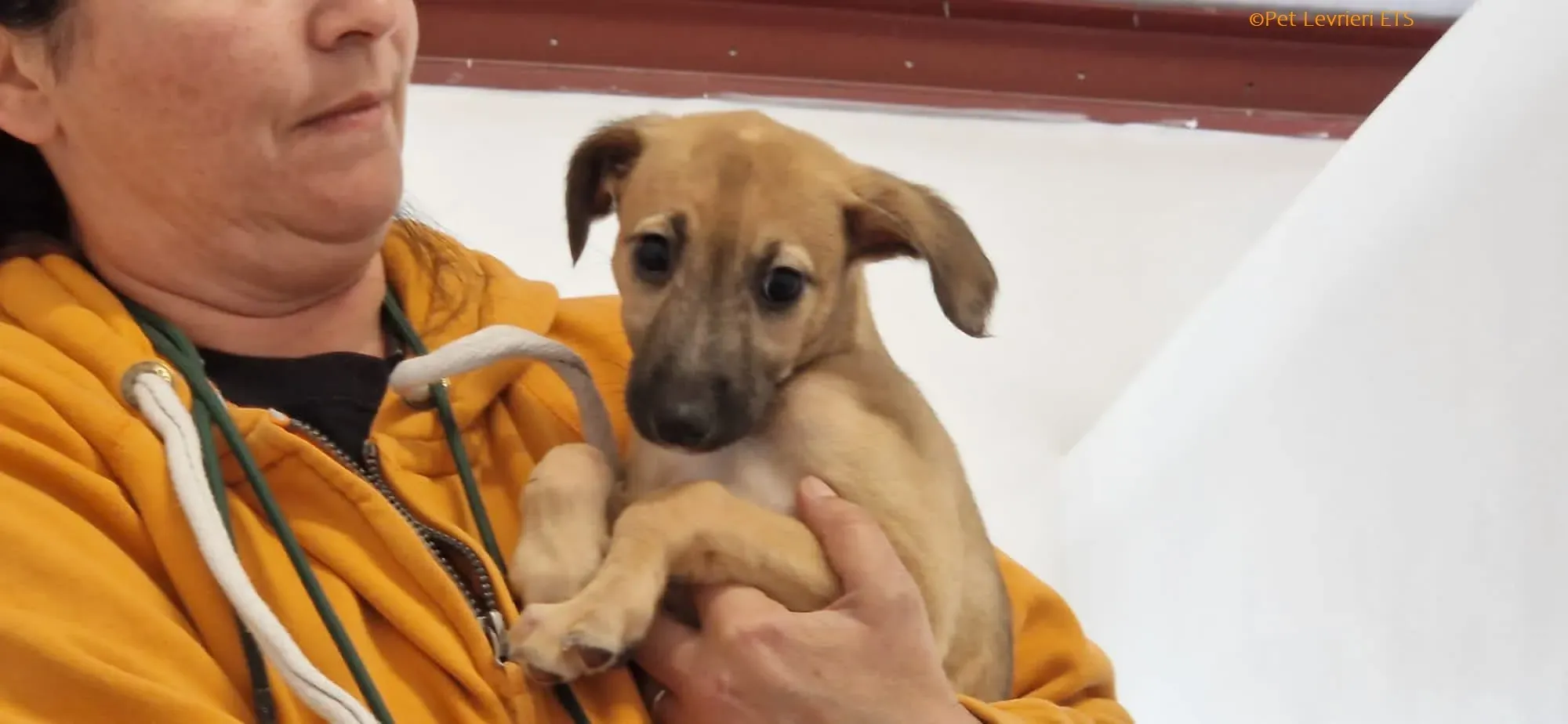 Olivia adozione levrieri greyhound 18