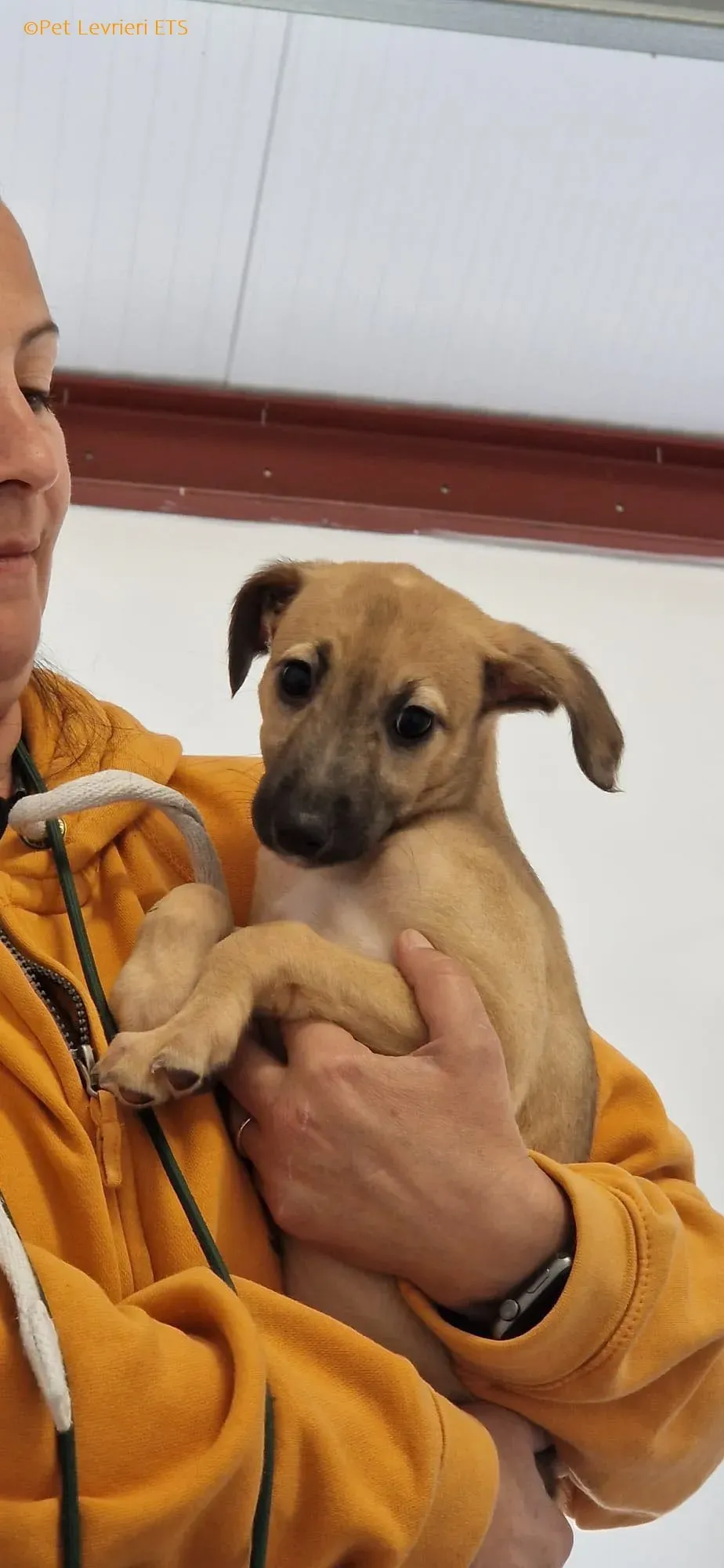 Olivia adozione levrieri greyhound 19