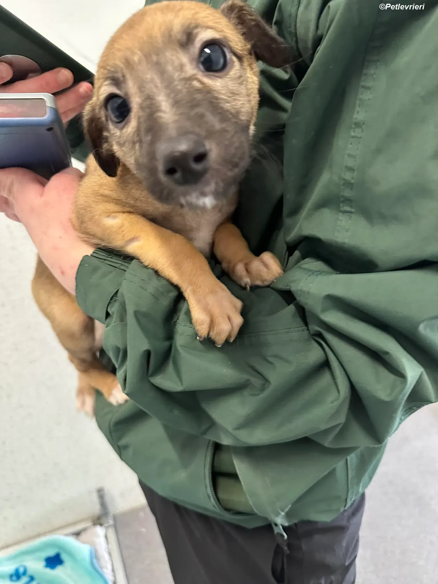 Olivia adozione levrieri greyhound 2