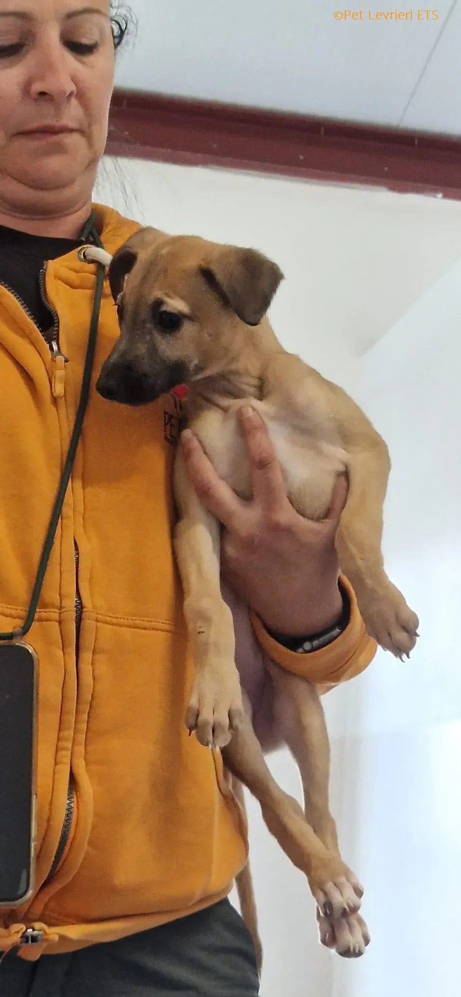 Olivia adozione levrieri greyhound 20