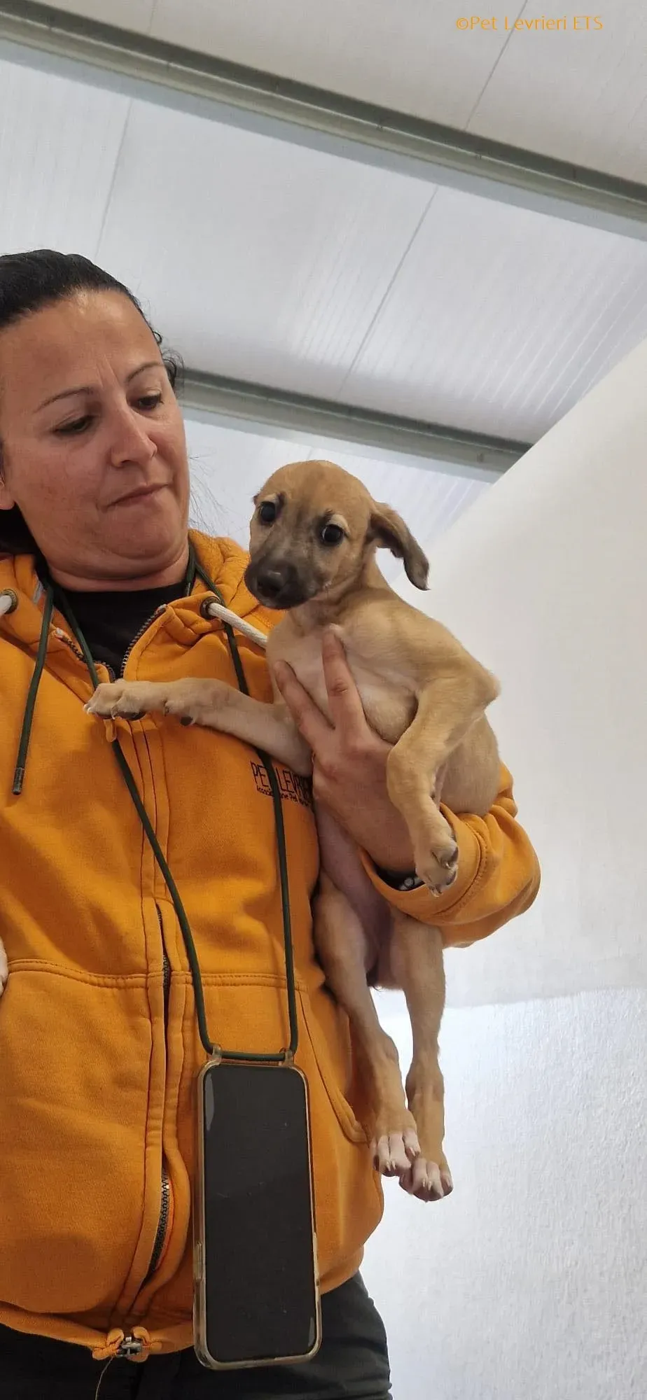 Olivia adozione levrieri greyhound 21