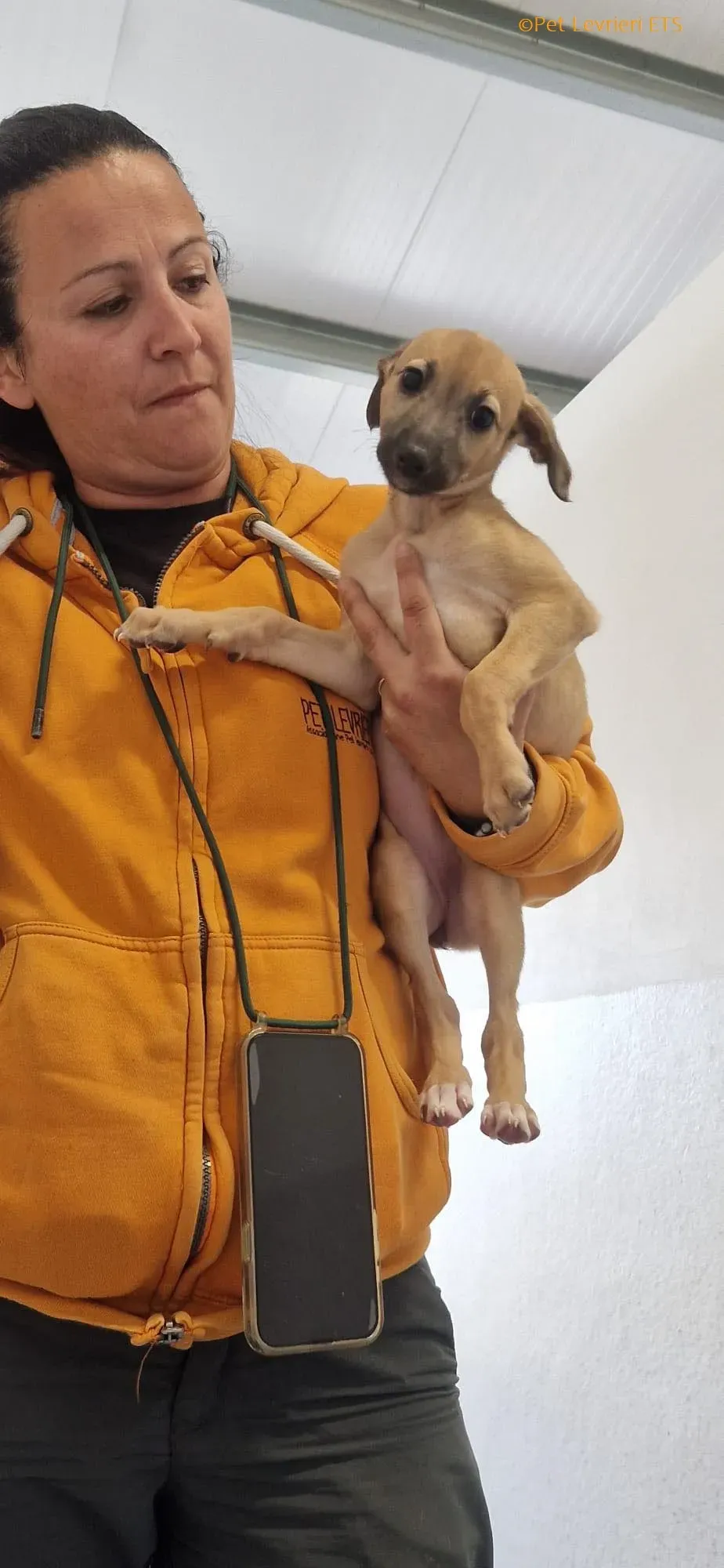 Olivia adozione levrieri greyhound 22