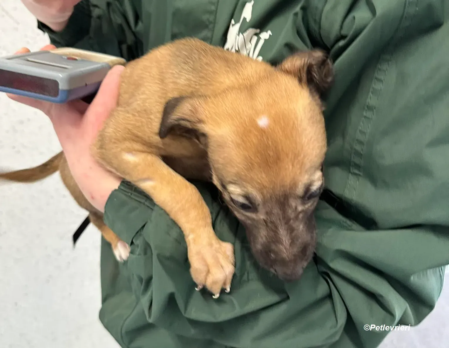 Olivia adozione levrieri greyhound 3