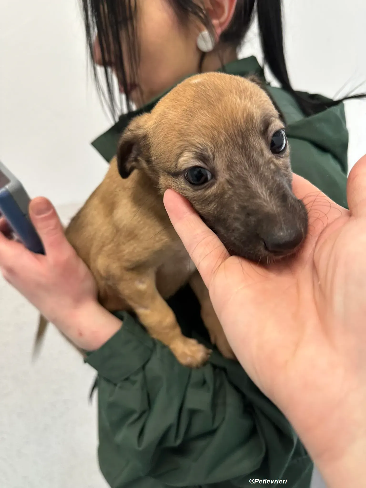 Olivia adozione levrieri greyhound 4