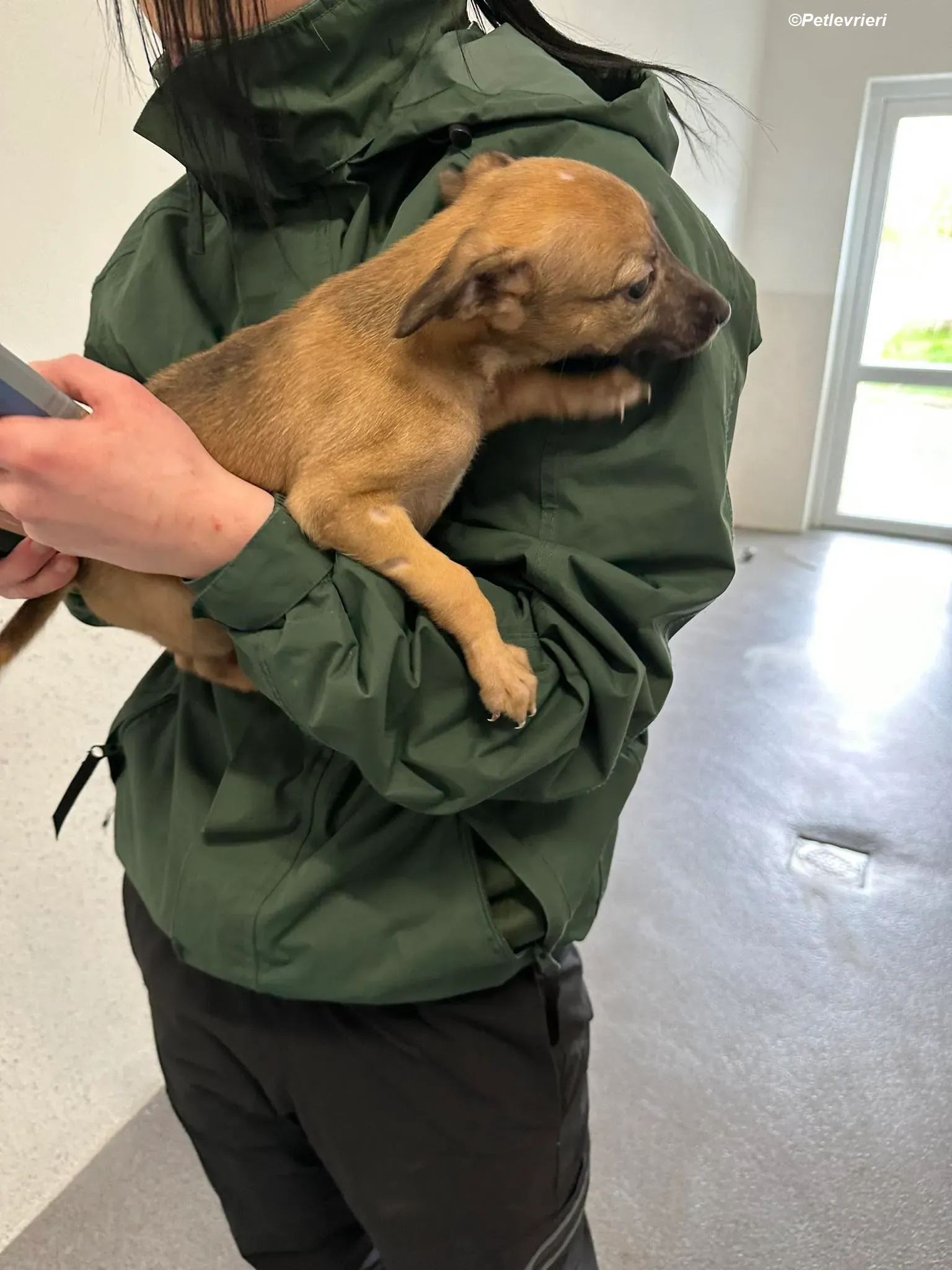 Olivia adozione levrieri greyhound 5