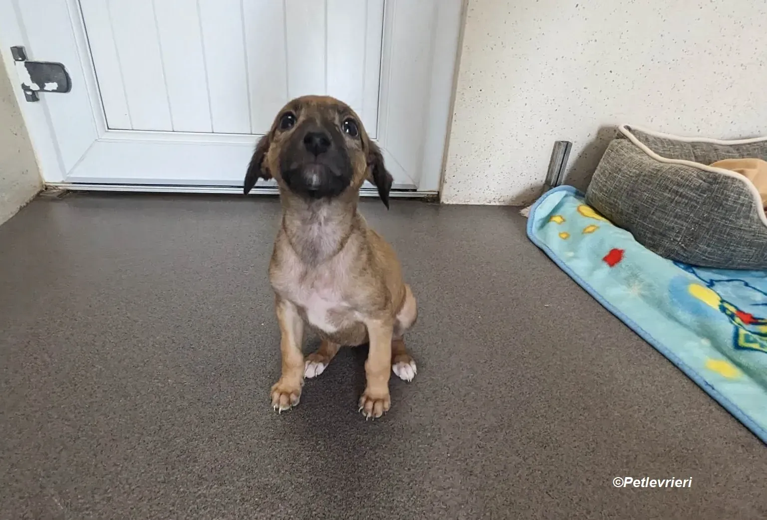 Olivia adozione levrieri greyhound 7