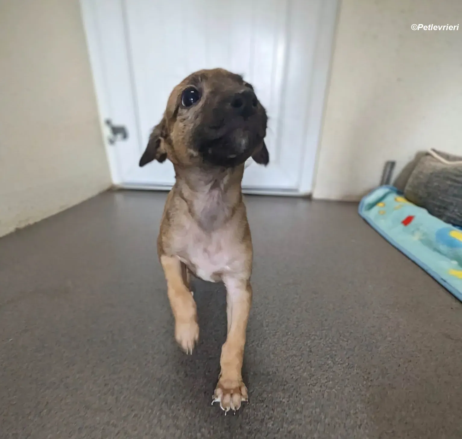 Olivia adozione levrieri greyhound 8