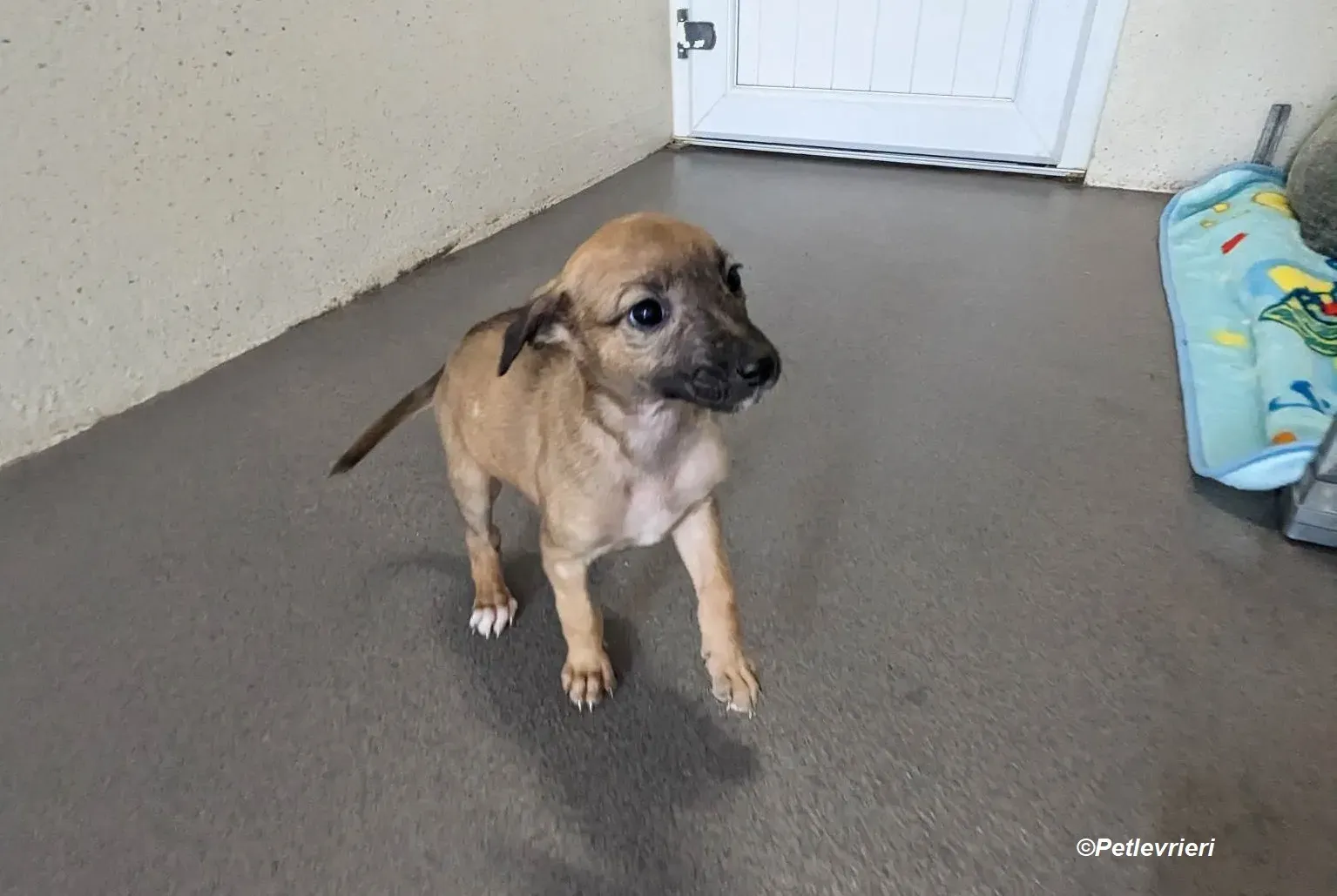 Olivia adozione levrieri greyhound 9