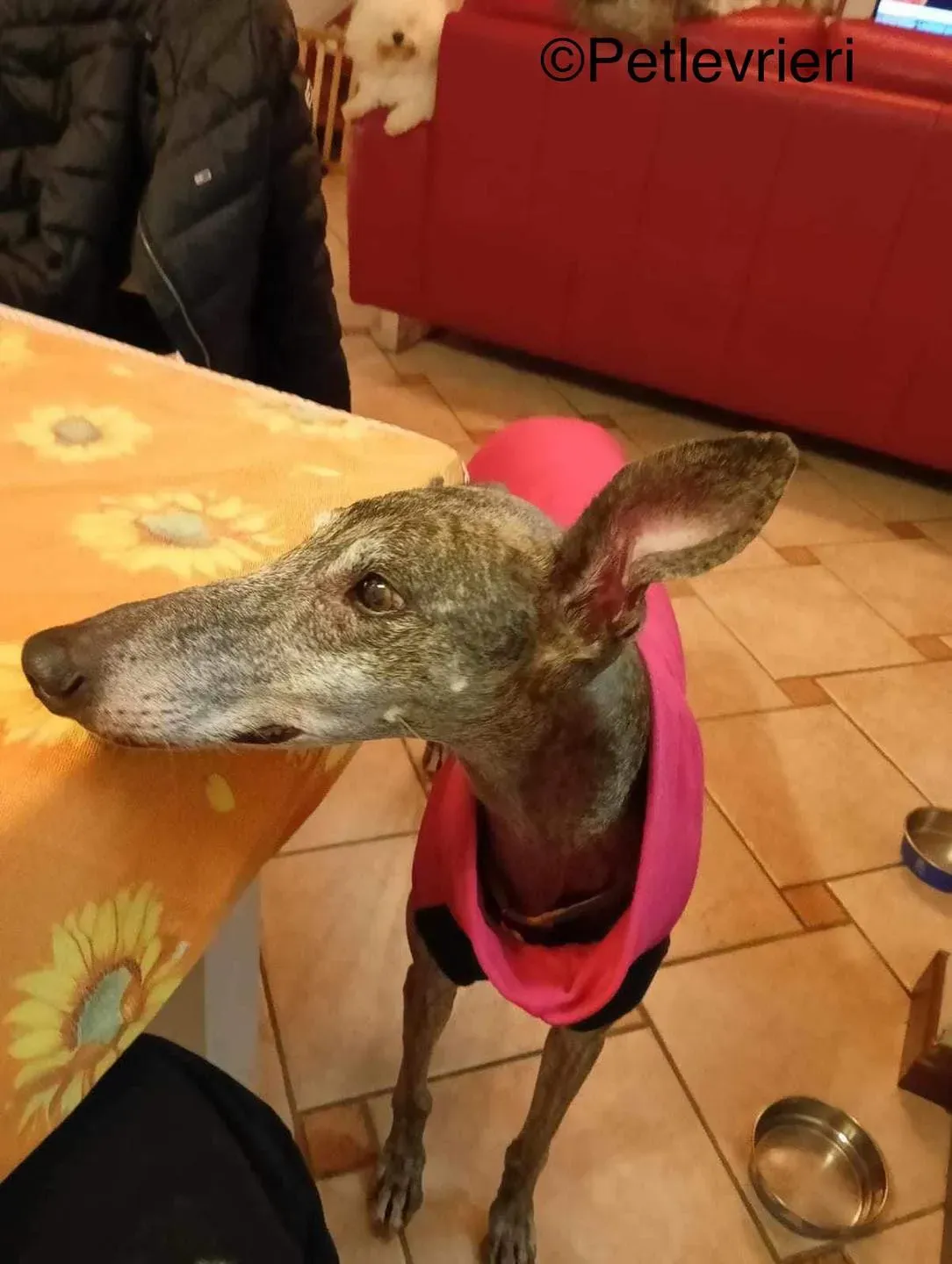 Olivia galga pet levrieri felici cas4a