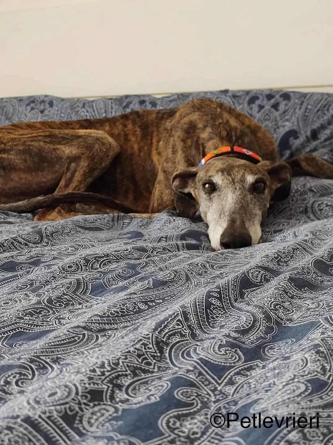 Olivia galga pet levrieri felici casa