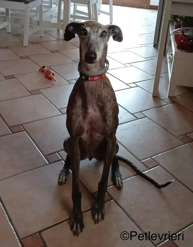 Olivia galga pet levrieri felici casa1