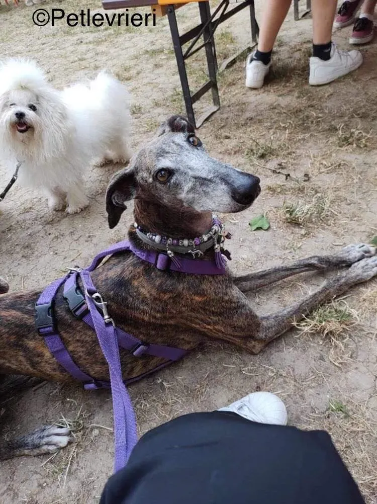 Olivia galga pet levrieri felici casa10