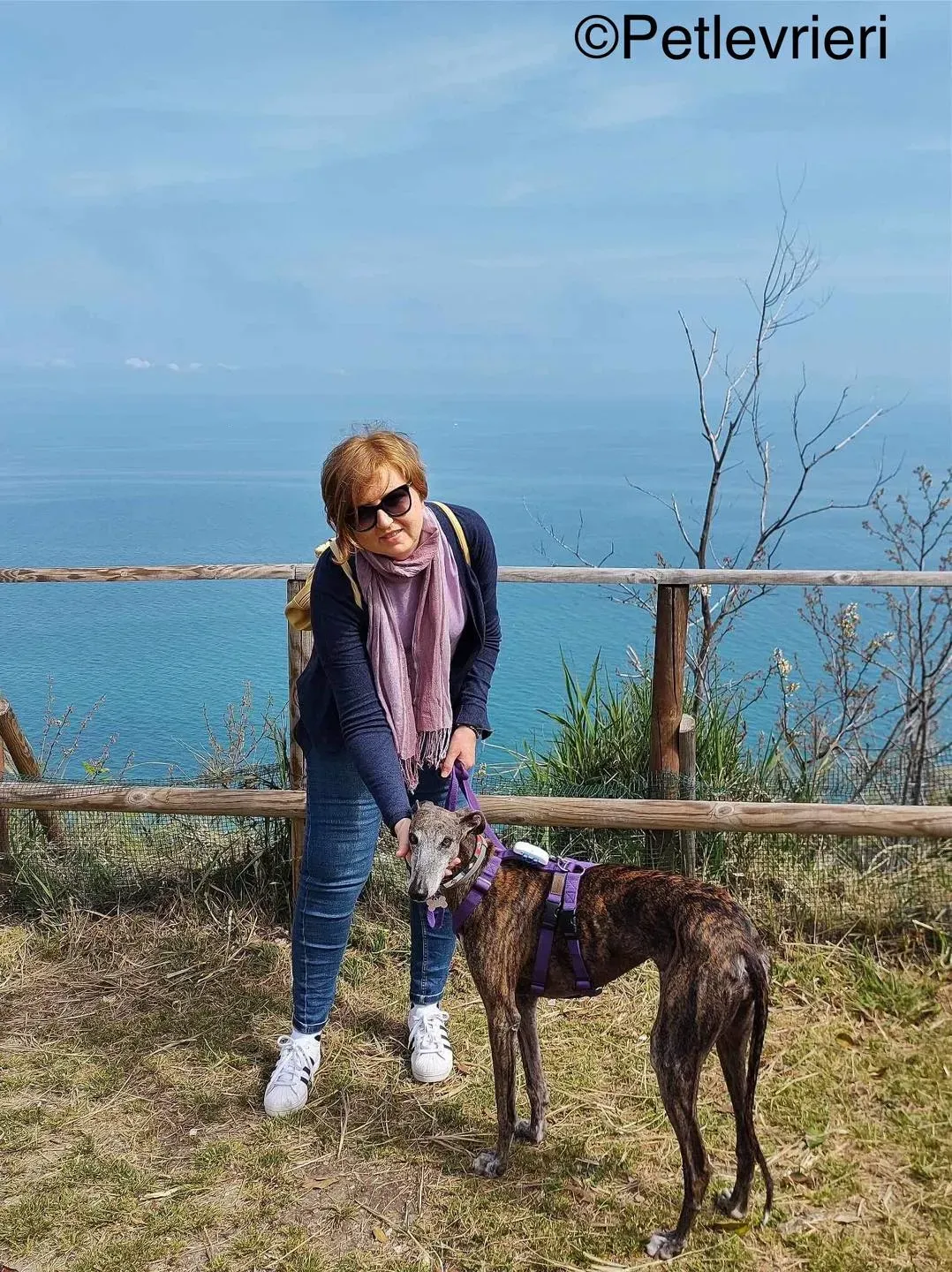 Olivia galga pet levrieri felici casa7