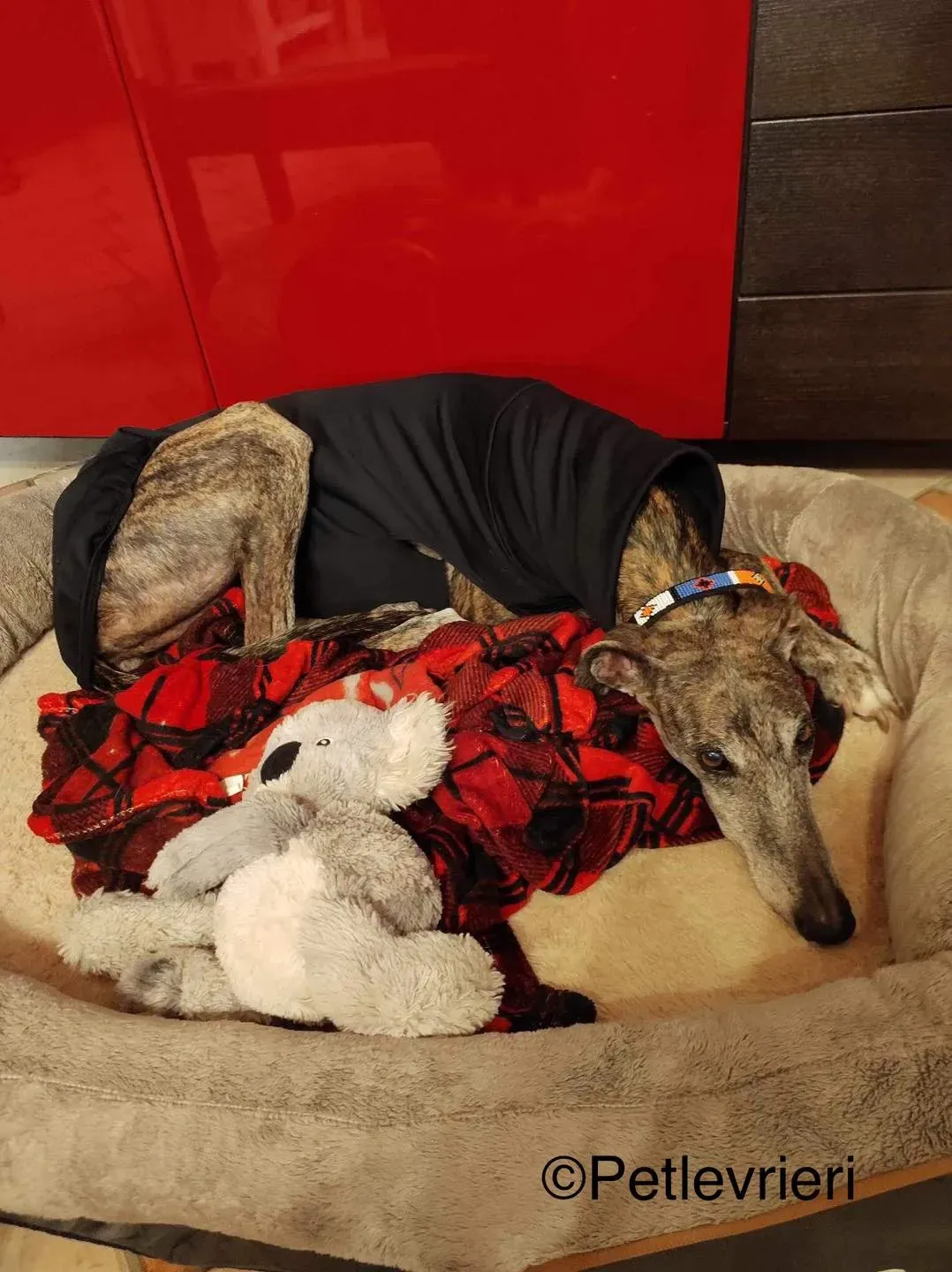 Olivia galga pet levrieri felici casa8