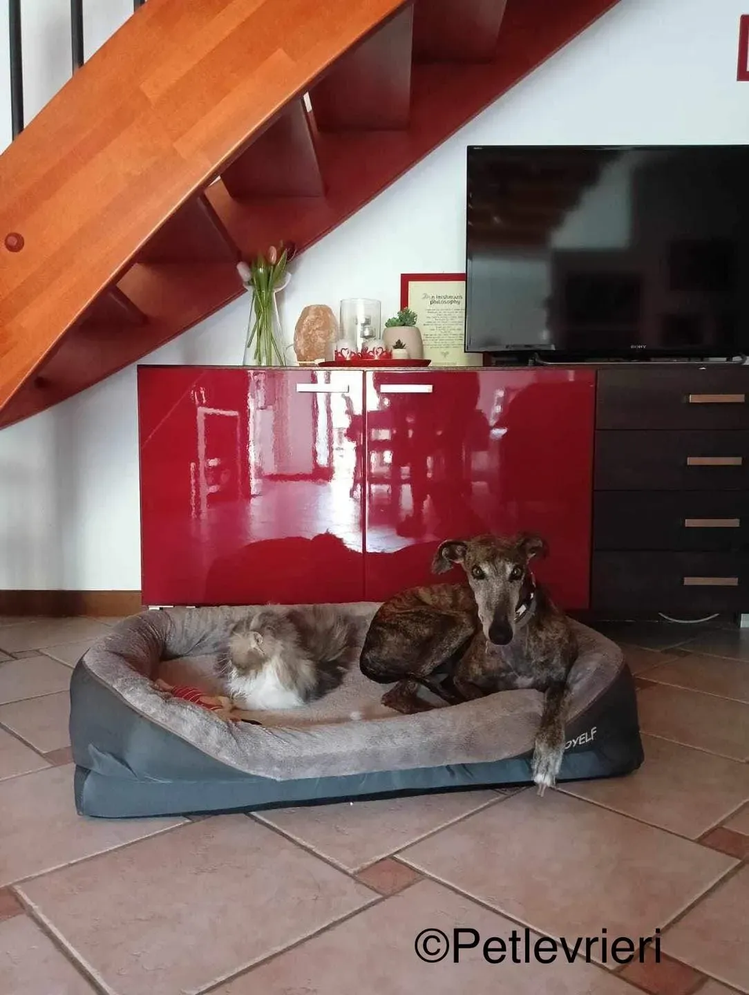 Olivia galga pet levrieri felici casa9